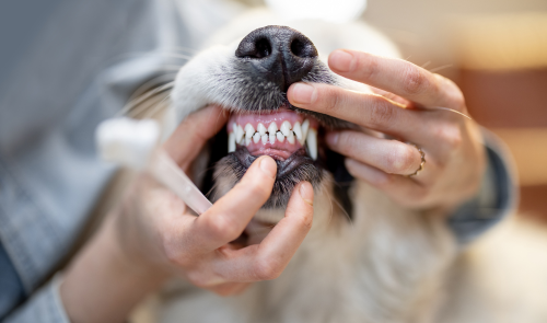 Top Tips for Keeping Your Dog's Teeth Clean