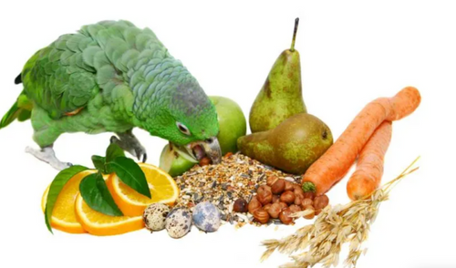 Nourishing Feathers and Fun: A Dive into Parrot Nutrition by Garden State Pet Center