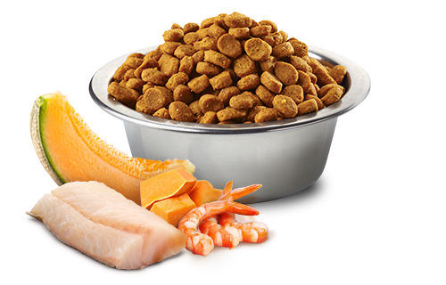 Farmina N&D Ocean Cod, Shrimp, Pumpkin And Cantaloupe Melon Kitten Dry Cat Food (3.3-lb)