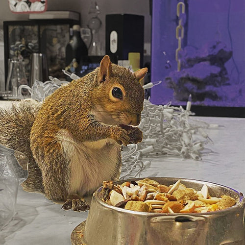 Exotic Nutrition Squirrel Complete Squirrel Food (1.75 LB)