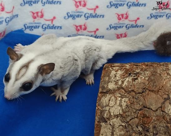 Platinum Sugar Gliders (Light Silver with a Light Gray Dorsal Stripe and Tail Tip)