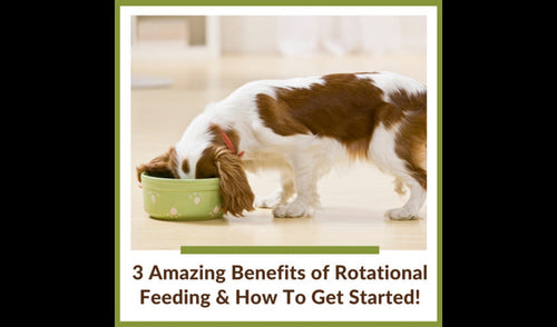 🦴🐾 Pet Nutrition Tip: Rotational Feeding for Dogs and Cats! 🐾🦴