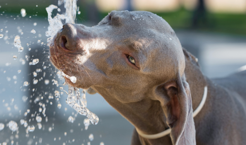 Why Does My Dog Drink So Much Water?