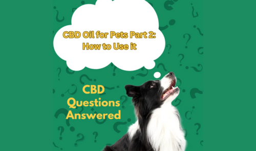 A Guide to CBD for Dogs and Cats: Part 1