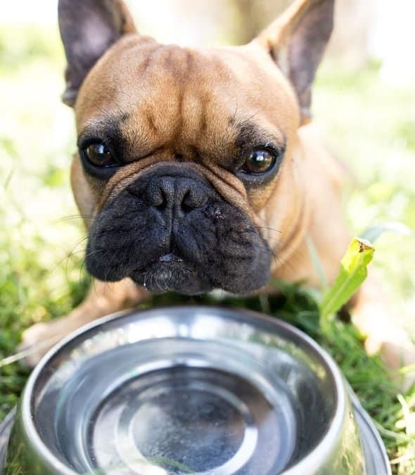 Why is My Dog Throwing Up Water? (3 Tummy Soothing Tips) by Dr. Marty