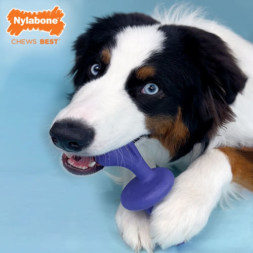 Nylabone Power Chew Rolling Dog Toy (Large/Giant - Up to 50 lbs)