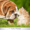 Four Paws® Healthy Promise™ Cat & Dog Eye Wipes (35 Wipes)