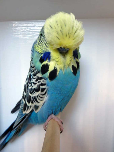 English Budgie