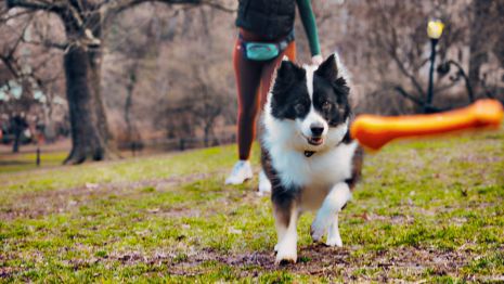 Tall Tails Goat Sport Bone Dog Toy (9 Orange)