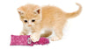 Kong Kickeroo™ Kitten (One Size, Assorted)