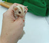 Cremino Sugar Gliders (White to Cream - Light Yellow to Strawberry Tail Tips)