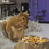 Exotic Nutrition Squirrel Complete Squirrel Food (1.75 LB)