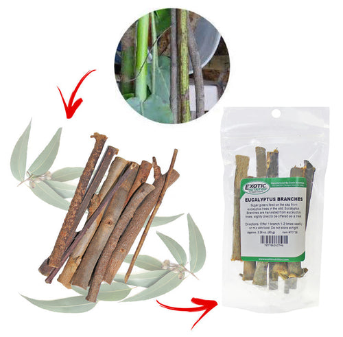 Exotic Nutrition Eucalyptus Branches