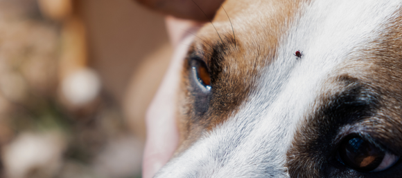 Close up of a brown and white dogs face. Tick on his forehead between his eyes