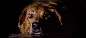 close up of a wide eyed brown dog laying in the dark