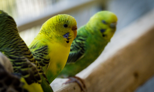Three pet Parakeets