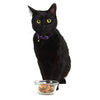 Smack Very Berry Chicken for Cats (8.8 oz/250 g (2.5 cups))