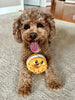 Territory Bagel Hide-And-Treat Plush Dog Toy