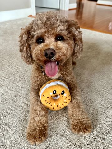 Territory Bagel Hide-And-Treat Plush Dog Toy