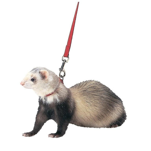 FERRET HARNESS AND LEAD (BLACK)